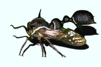 Heteronotus